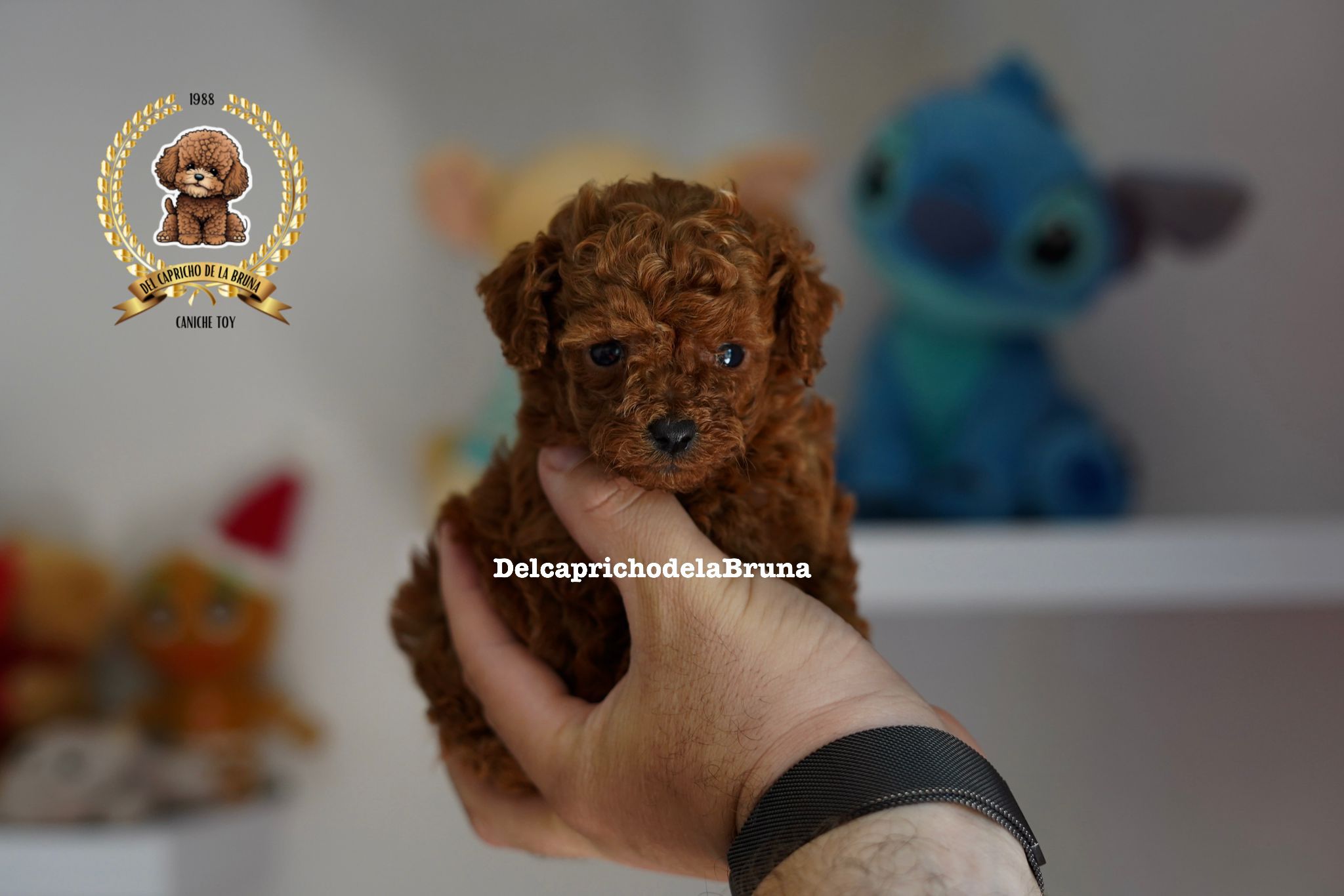 Cachorro de caniche marrón sostenido en una mano en el interior.