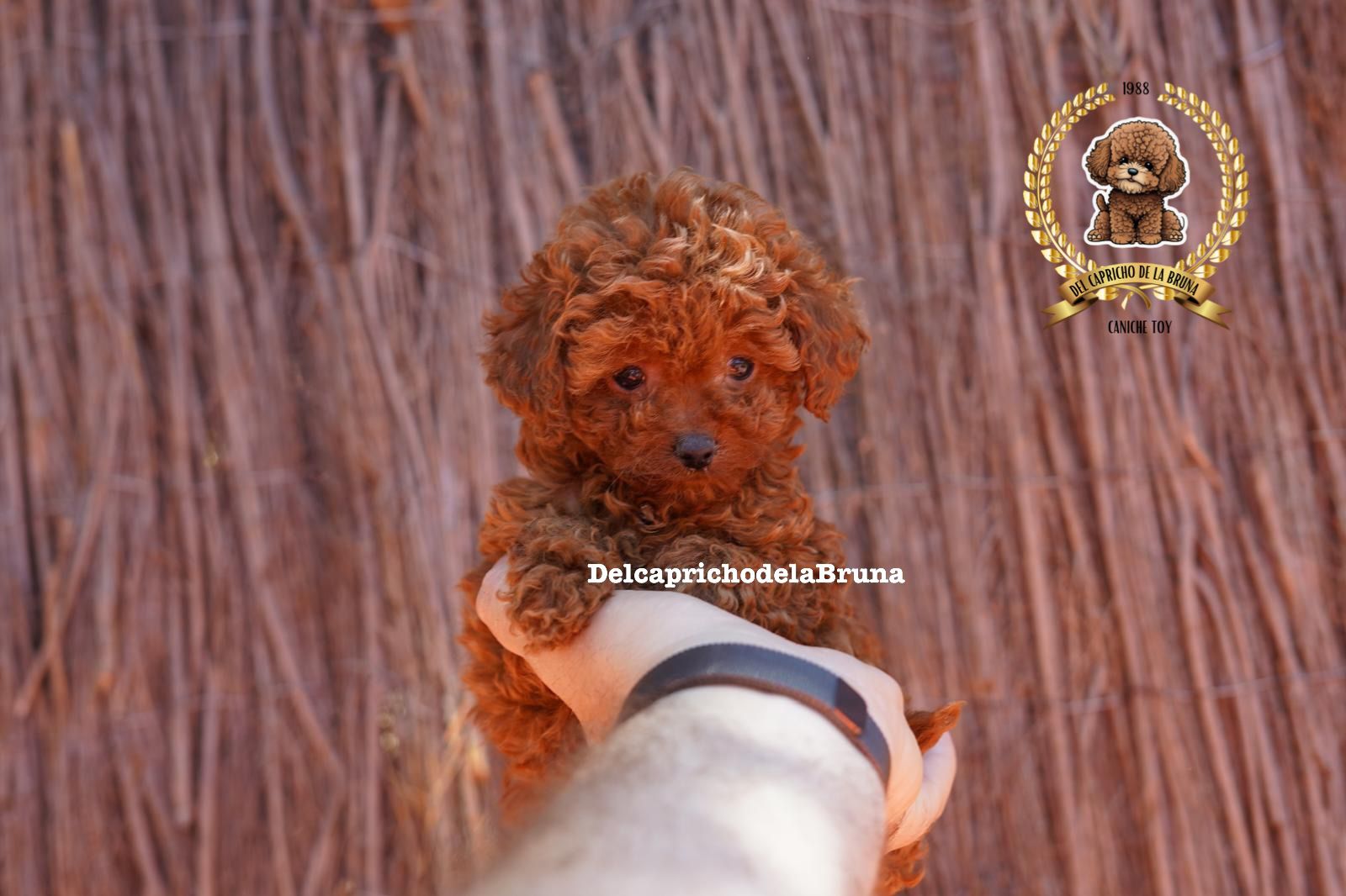 Cachorro de caniche rojizo sostenido frente a un cerramiento de madera.