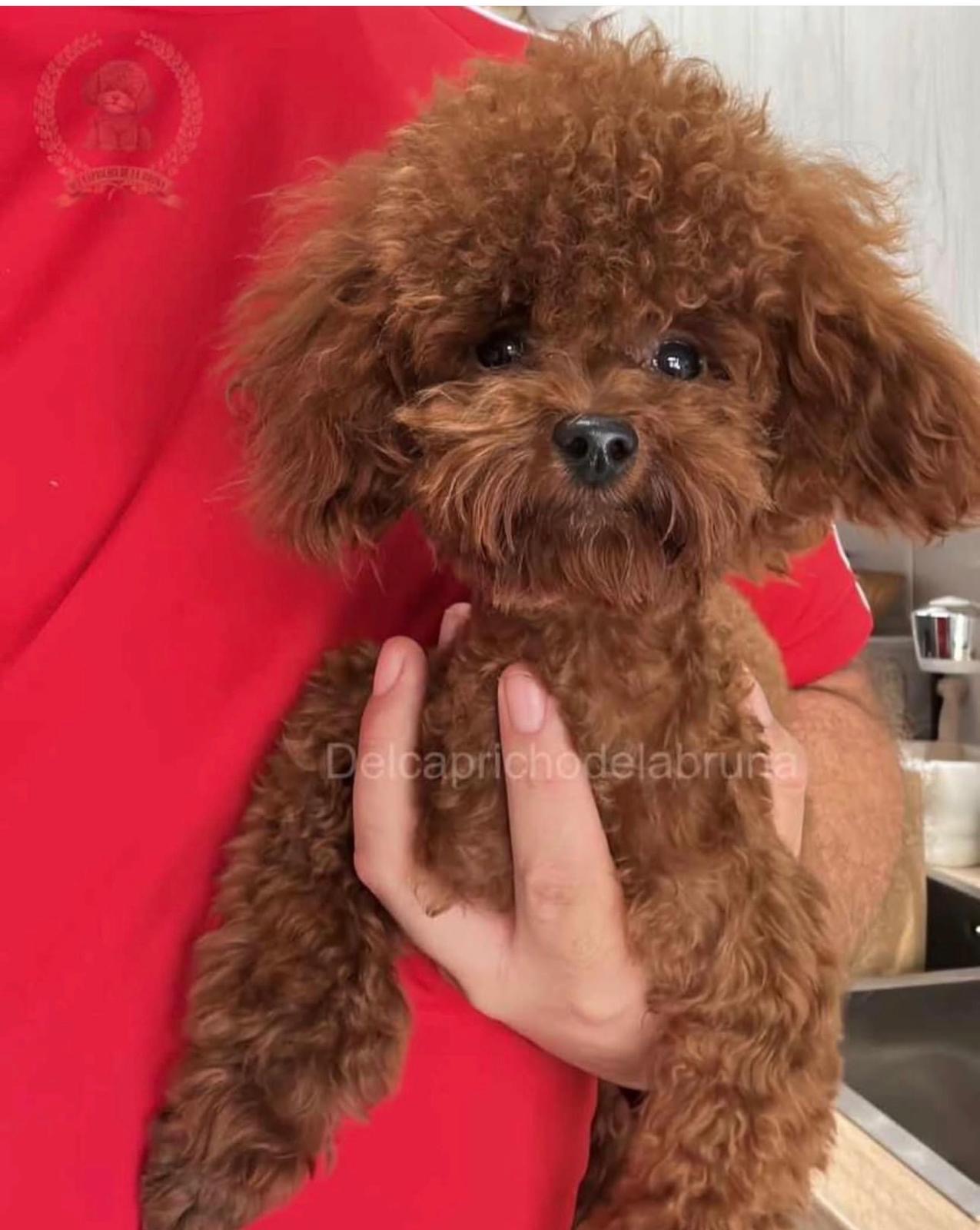 Cachorro de caniche rojizo sostenido en una mano frente a una camiseta roja.