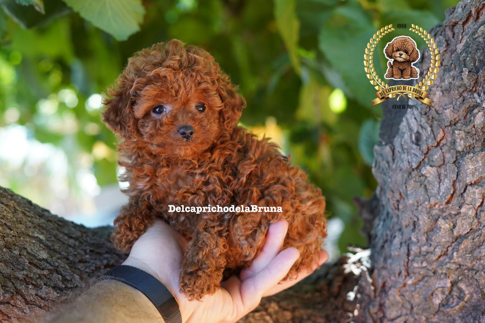 Cachorro de caniche rojizo sostenido junto a un árbol.
